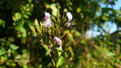 Flower focus exposed to the wind Stock Footage 244858940