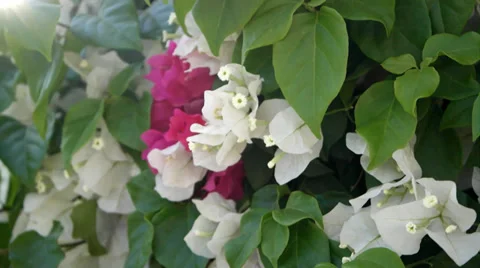 Flower Focus Out Stock Footage 36843189