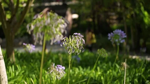 Flower Focus Park Trees 50fps Video stock 245851791