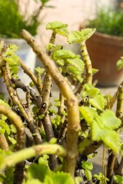 Flower focus Stockfoto's