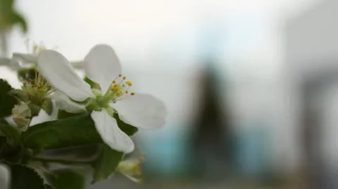 Flower Focus Station Engine Stock Footage 11298866