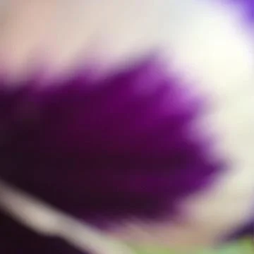 Flower Fon Foto stock