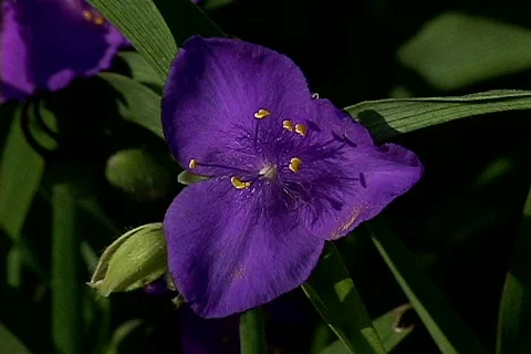 Flower Stock Footage