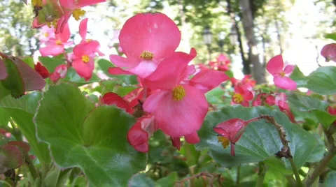 Flower Stock Footage 246404