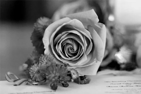 Flower 動画素材 327500