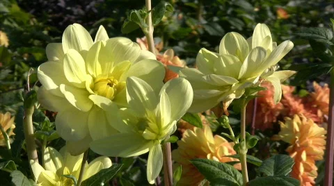 Flower Stock Footage 334073