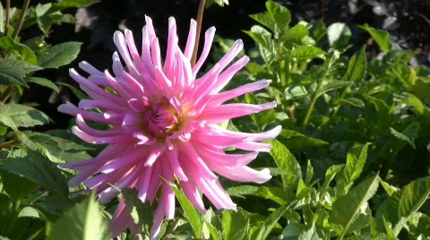 Flower Видео 334087