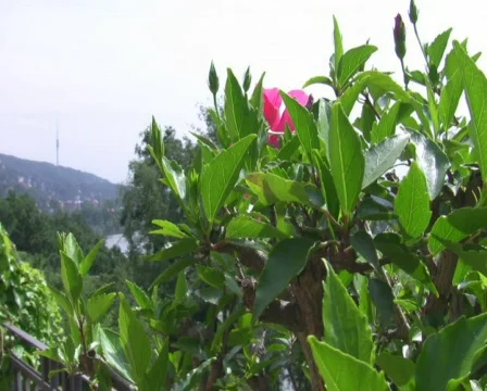 Flower Vídeo Stock 519839