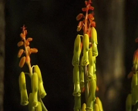 Flower 库存影片 559789