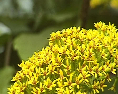 Flower 스톡 동영상 559822