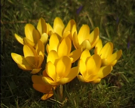 Flower 库存影片 559839