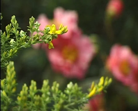 Flower Stockbeeldmateriaal 559848