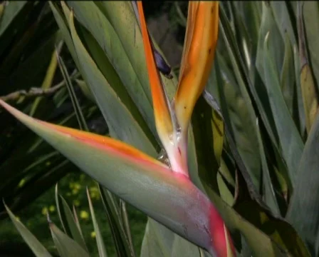 Flower Stock Footage 602408