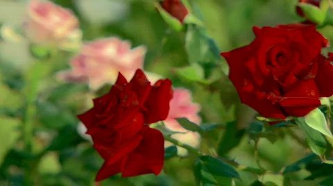 Flower Stock Footage 619073