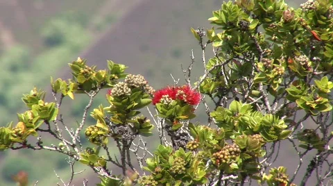 Flower Vídeo Stock 853066