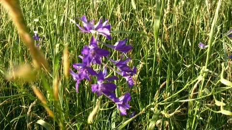 Flower Stock Footage 858336