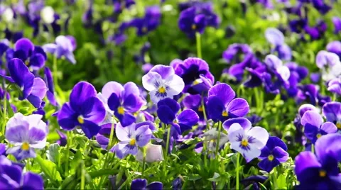 Flower  Stock Footage 889698
