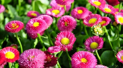 Flower  Stock Footage 889740