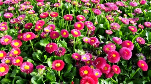 Flower  Stock Footage 889840