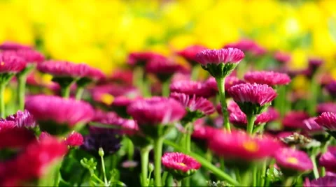 Flower  Stock Footage 889911
