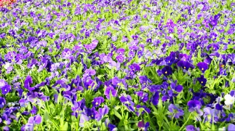Flower Stock Footage 890000
