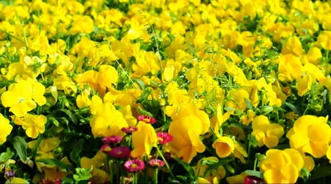 Flower Stock Footage 890079