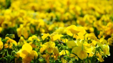 Flower Stock Footage 908391