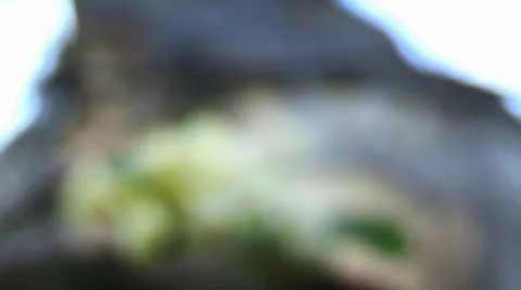 Flower Stockbeeldmateriaal 995398