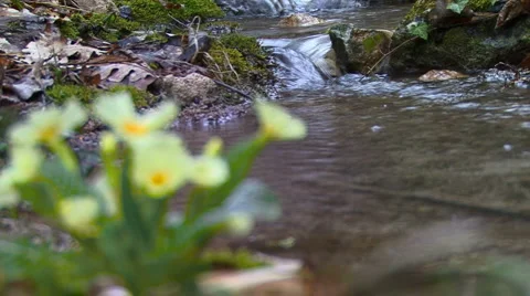 Flower Stockbeeldmateriaal 995431