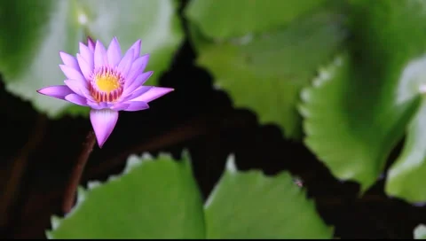 FLOWER Stock Footage 1129062