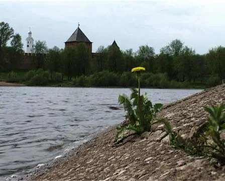 Flower Stock Footage 2468705