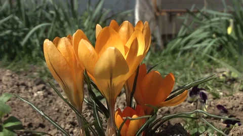 Flower Stock Footage 2537126