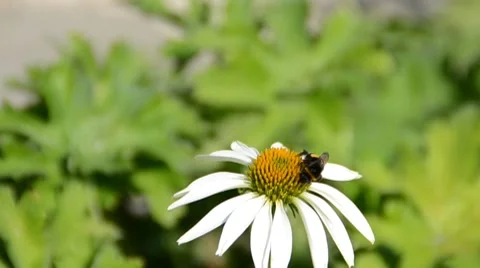 Flower Stock Footage