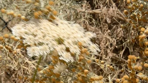 Flower Stock Footage 7761558