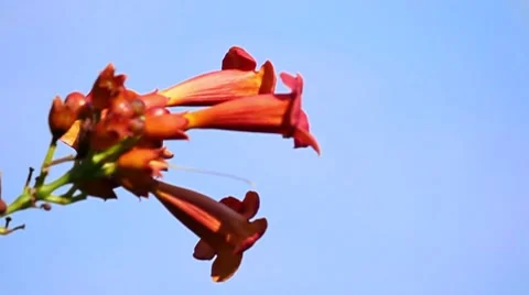 Flower Stock Footage 8569004