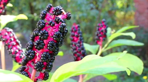 Flower Stock Footage 8578011