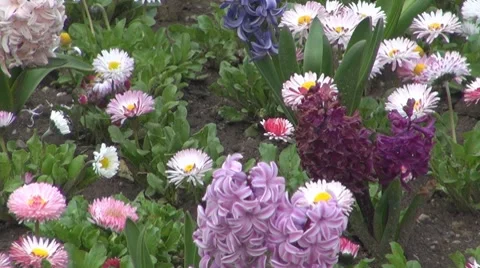 Flower Stock-Footage 8683150
