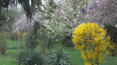 Flower Stock-Footage 8683189