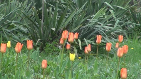 Flower Video stock 8683192