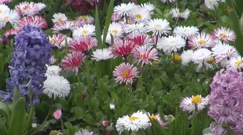Flower Stock-Footage 8683194