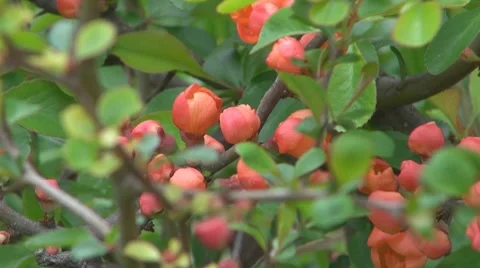 Flower Stock-Footage 8683206
