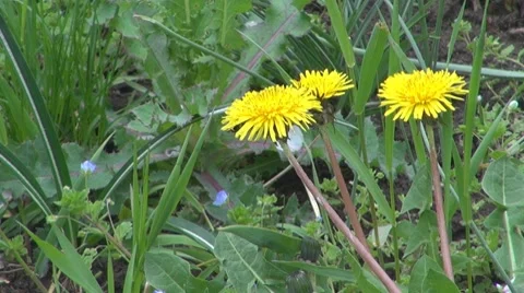 Flower Video stock 8683573