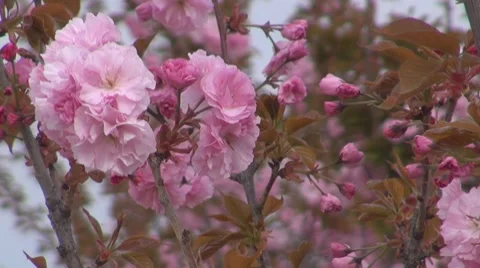 Flower Stock Footage 8683584