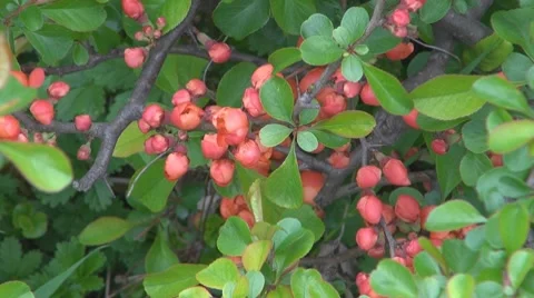 Flower Stock Footage 8683595