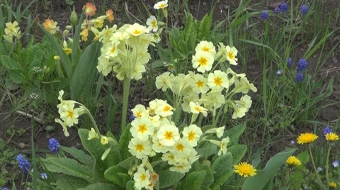 Flower Vidéo 8683655