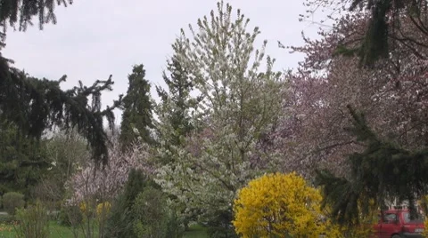 Flower 動画素材 8683679