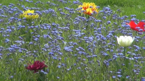Flower, Stock-Footage 8683680