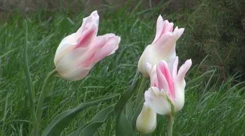 Flower Video stock 8683926