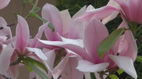 Flower Video stock 8684372