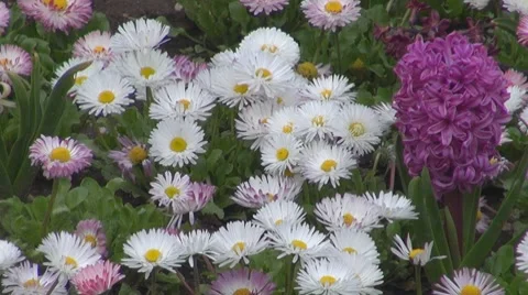 Flower Vídeos de archivo 8684488